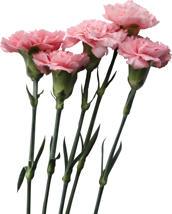 Five Carnation Flowers